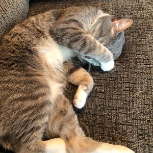 Meet your Posher, Sydney